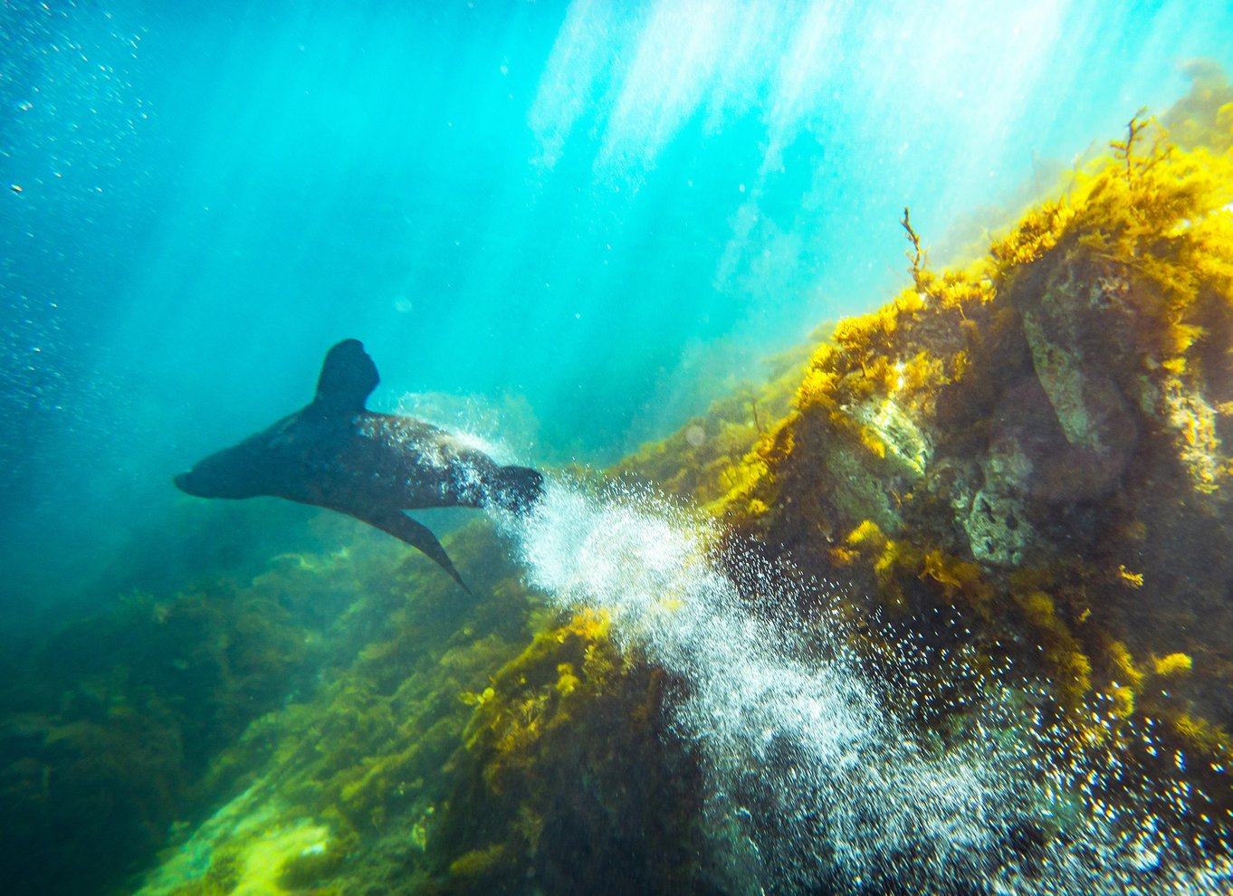 Kangaroo Island: Delfin-, sæl- og svømmebådstur