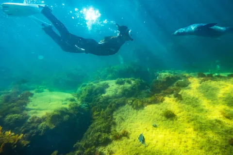 Kangaroo Island: Dolphin, Seal, and Swimming Boat Tour