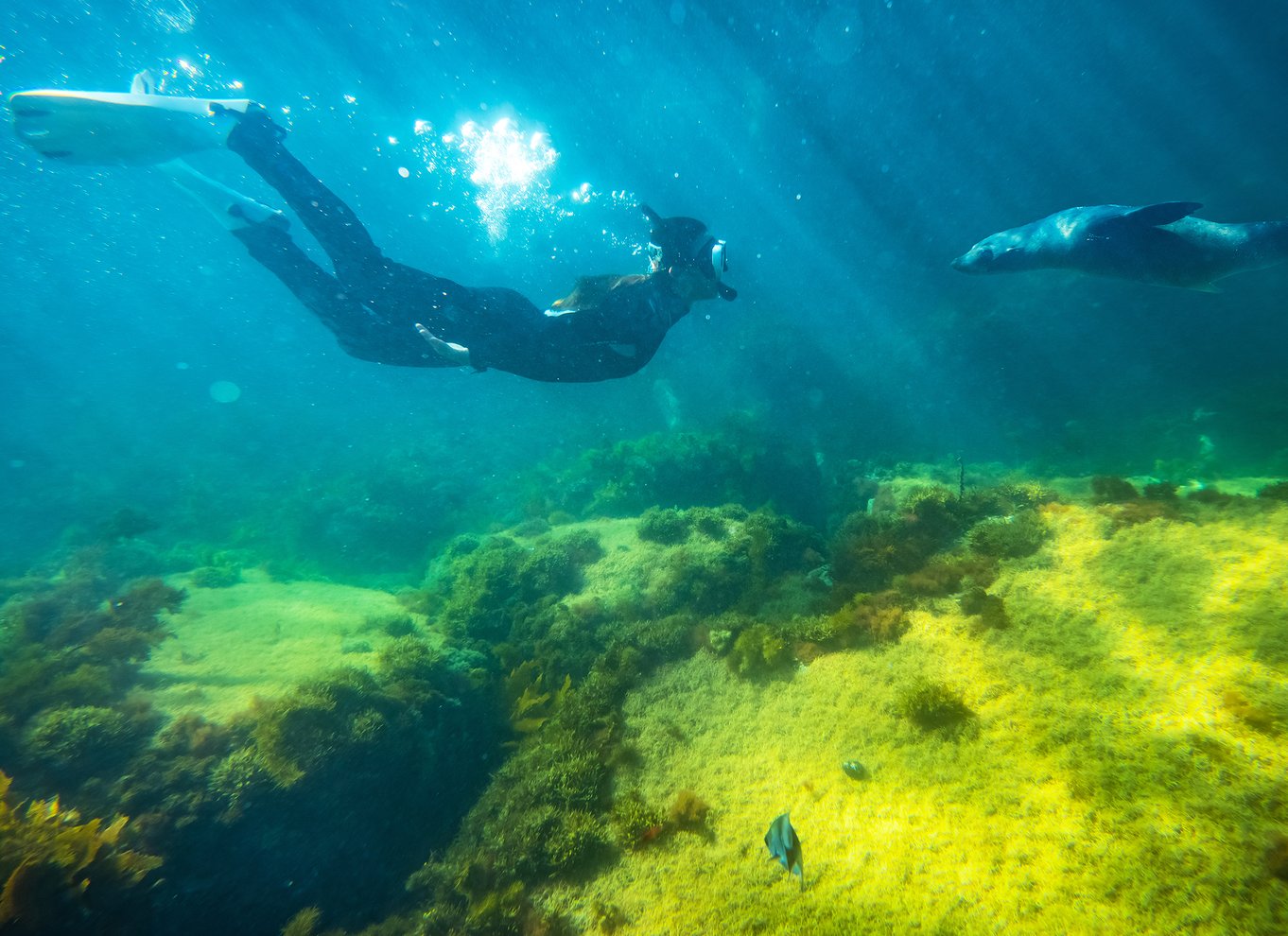 Kangaroo Island: Delfin-, sæl- og svømmebådstur