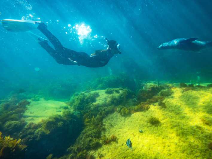 Kangaroo Island: Dolphin, Seal, and Swimming Boat Tour