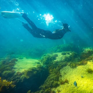 Kangaroo Island: 2-Hour Dolphin, Seal and Snorkeling Tour