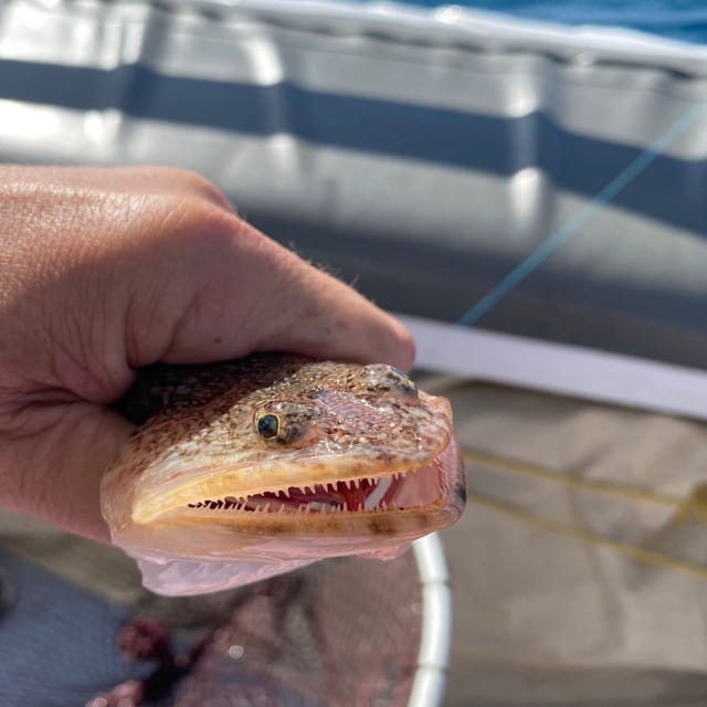 Santorini Excursi N Matinal Privada En Barco De Pesca De Altura