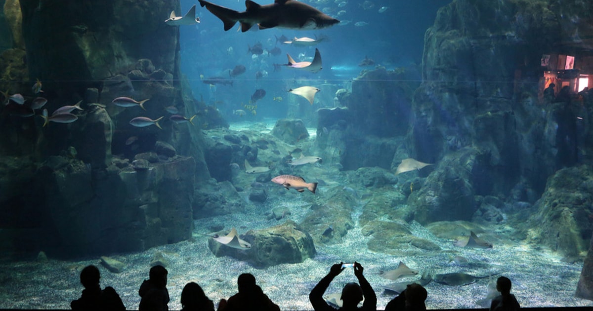 Istanbul Istanbul Aquarium Ticket & Shuttle Bus von Taksim GetYourGuide