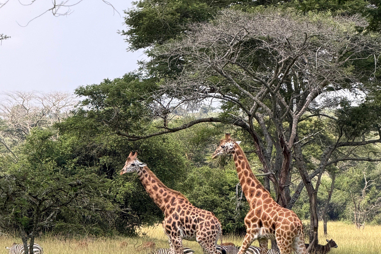 5 Days Uganda Wildlife & Gorilla Safari