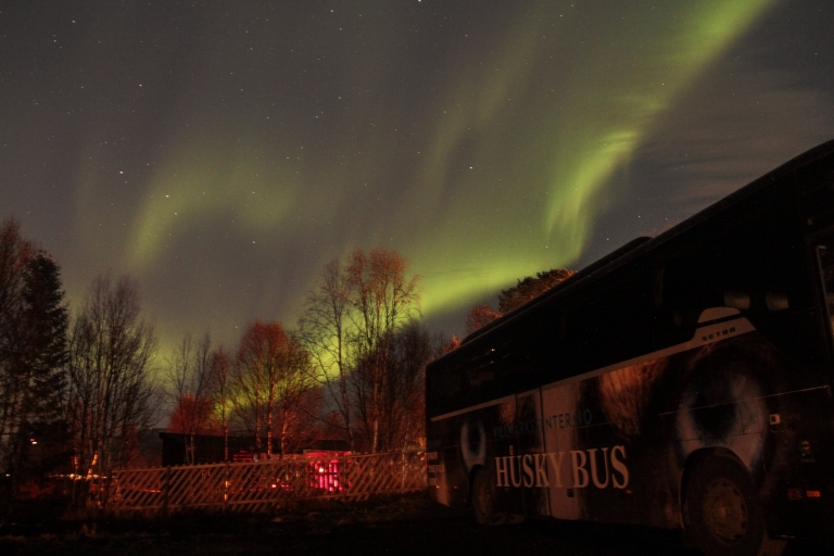 Tromsø: experiencia de aurora boreal y huskies con cena