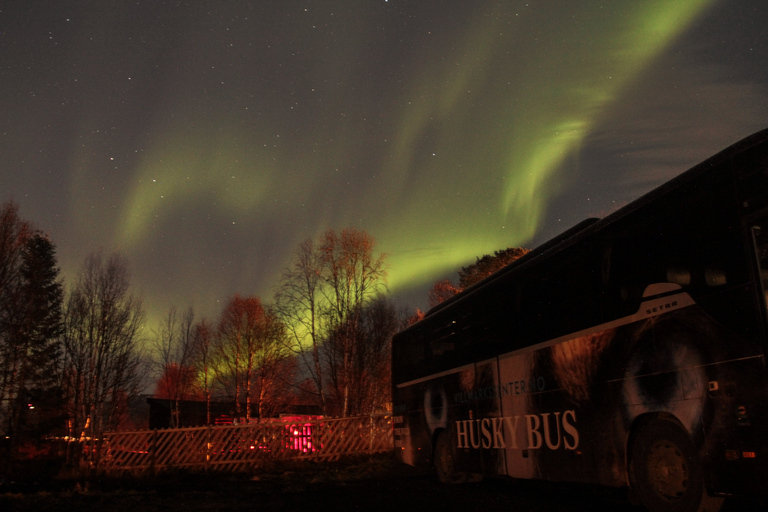 Tromsø: Northern Lights Husky Visit with Traditional DinnerTromsø: Northern Lights and Husky Experience with Dinner