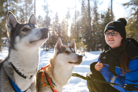 Rovaniemi: Husky-safari på dagtidRovaniemi: Husky-safari på dagtid (vår)