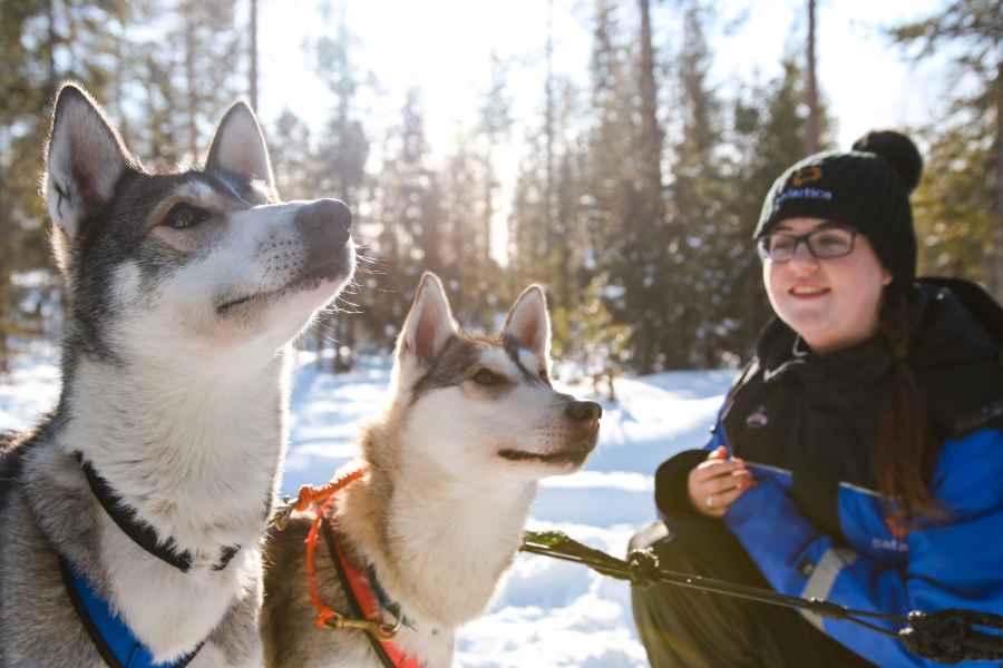 Rovaniemi: Husky-Safari bei Tag. Foto: GetYourGuide