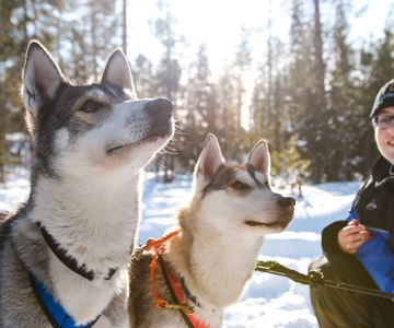 Rovaniemi: Daytime Husky Safari