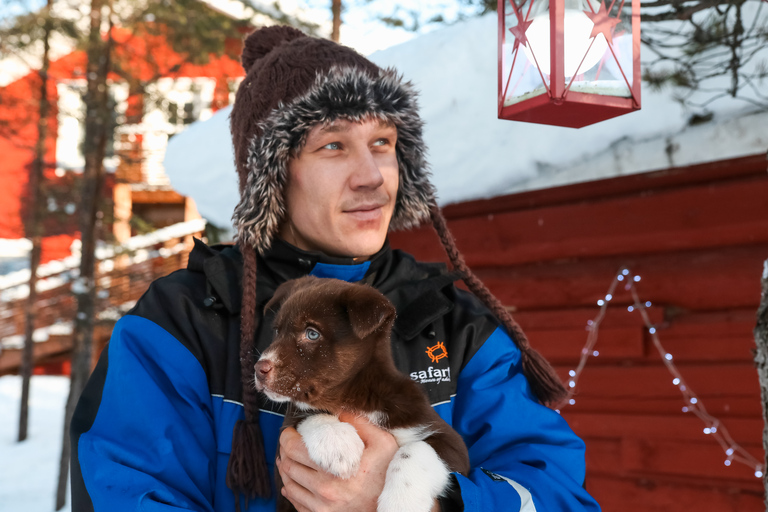 Rovaniemi: Husky-safari på dagtidRovaniemi: Husky-safari på dagtid (vår)