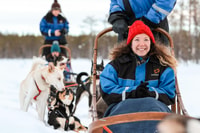 Rovaniemi, Daytime Husky Safari - Housity