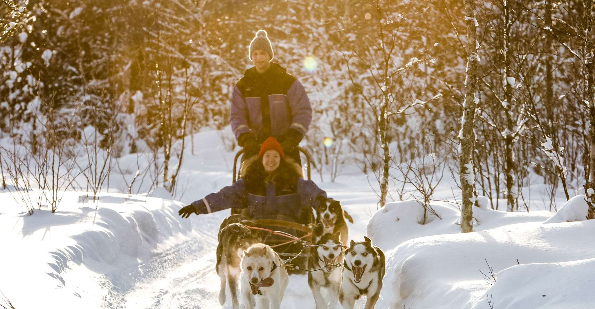 Rovaniemi, Daytime Husky Safari - Housity