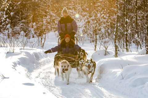 Rovaniemi: Husky safari overdagRovaniemi: Husky safari overdag (voorjaar)