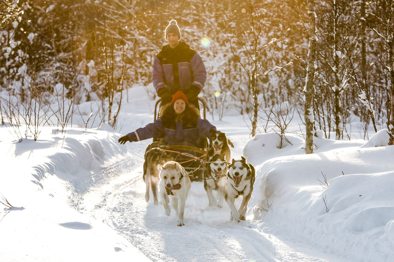 Rovaniemi: Husky Safari w ciągu dniaRovaniemi: Husky Safari w ciągu dnia (wiosna)