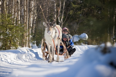 Rovaniemi: Safari diurno con renos
