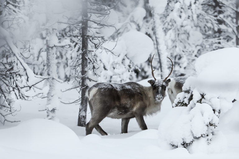 Rovaniemi: Safari diurno con renos