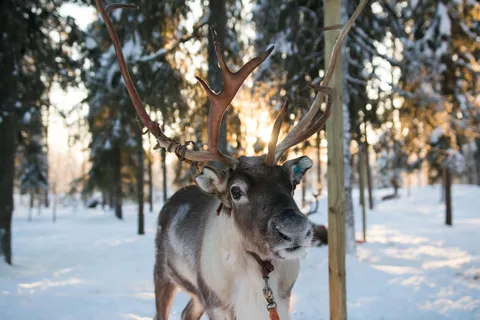 Rovaniemi : Safari nocturne aux rennes
