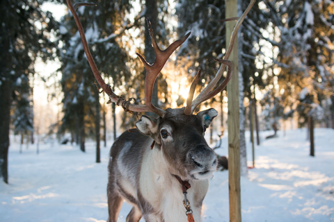 Rovaniemi: Safari nocturno con renos