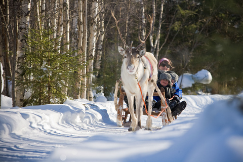 Rovaniemi: Safari nocturno con renos