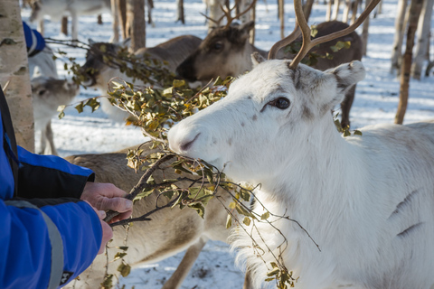 Rovaniemi: wieczorne safari z reniferami