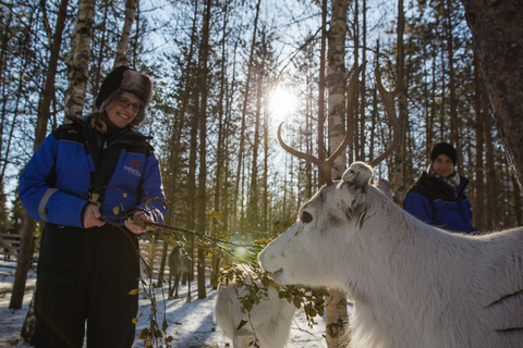 Rovaniemi: Safari serale con le renneRovaniemi: safari serale con le renne