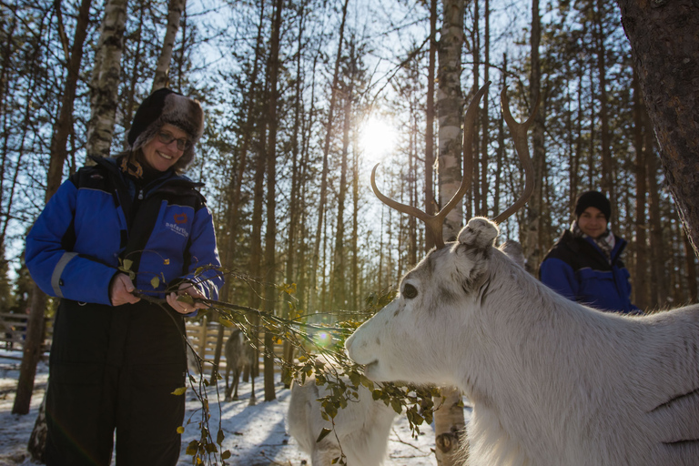 Rovaniemi : Safari nocturne aux rennesRovaniemi : Safari de rennes en soirée