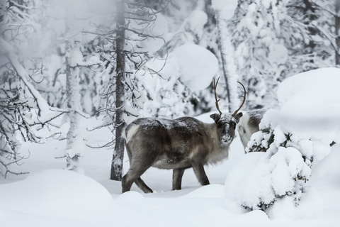 Rovaniemi: Safári noturno com renasRovaniemi: Safári noturno de renas