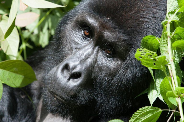 Safari à petit prix : 5 jours Gorille et Chimpanzé