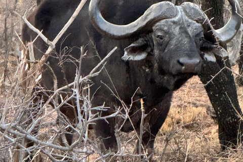 Vanuit Johannesburg: 6-daagse luxe Kruger Park safari