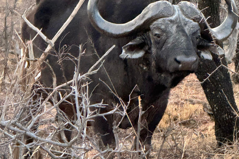 Vanuit Johannesburg: 6-daagse luxe Kruger Park safari