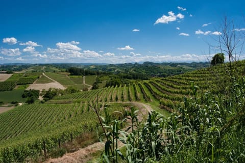 Isola d'Asti: wandeltocht met wijnproeverij in Piemonte