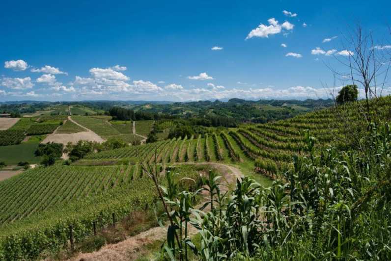 Isola d'Asti: Wijnproeverij wandeltour door Piemonte