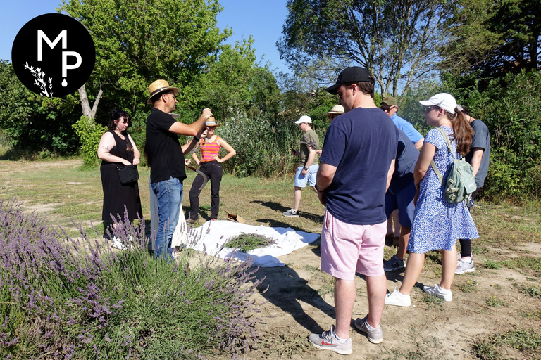 Tour del campo di lavanda e della distilleria tra Nimes e Arles