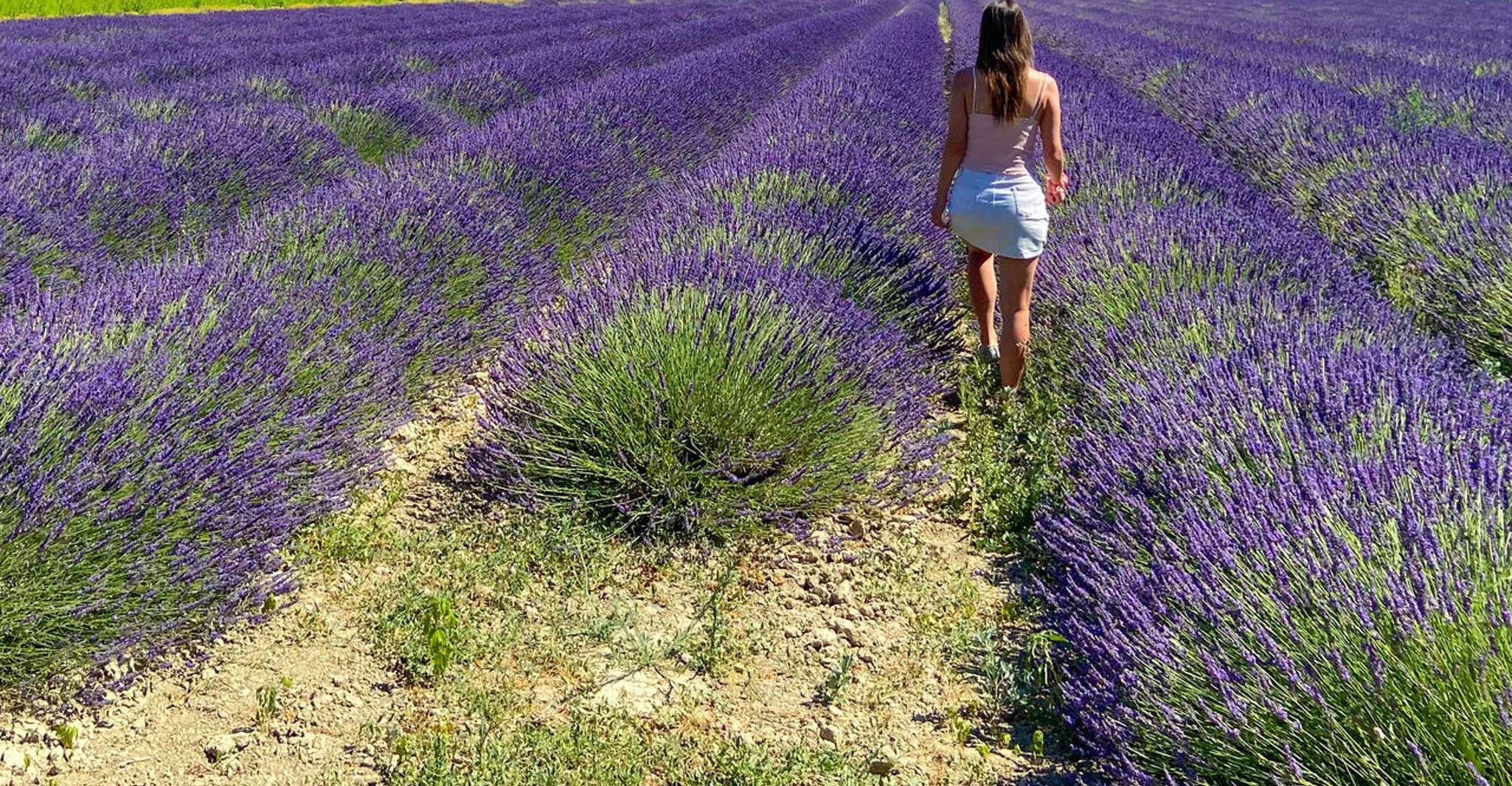 Lavender Field & Distillery Tour between Nimes & Arles