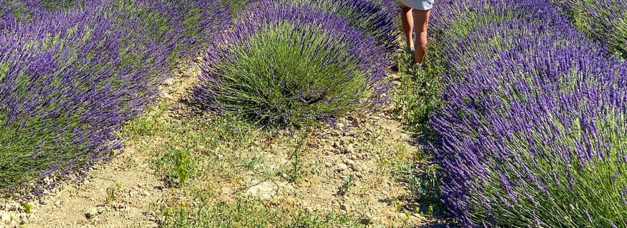Visite des champs de lavande et de la distillerie entre Nîmes et Arles