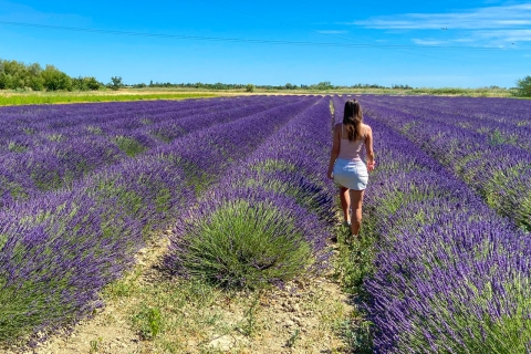 Lavender Field & Distillery Tour tussen Nîmes en Arles