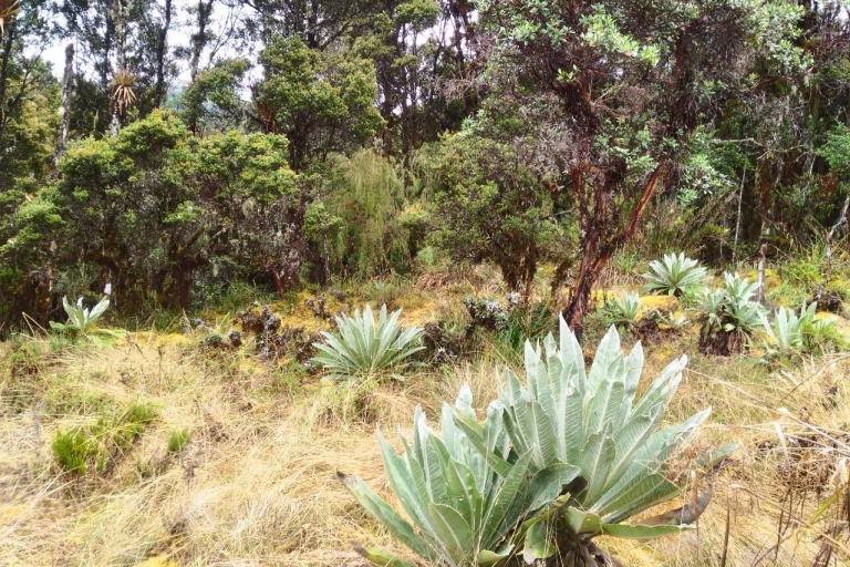 Desde Bogotá: Eco Tour al Parque Nacional ChingazaDesde Bogotá: tour ecológico del Parque Nacional Chingaza
