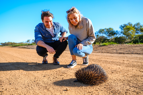 From Perth: Pinnacles Sunset and Stargazing Tour with Dinner