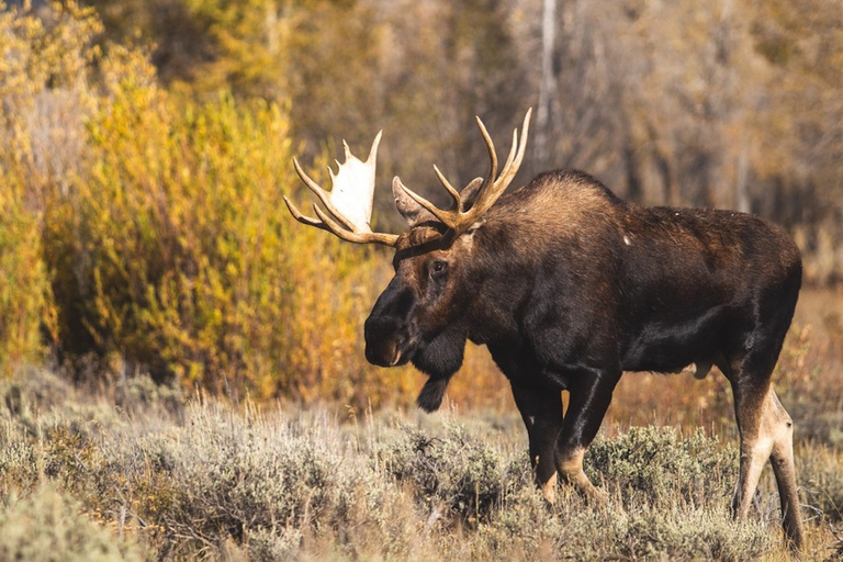 Da Banff: avventura per piccoli gruppi su Icefields Parkway