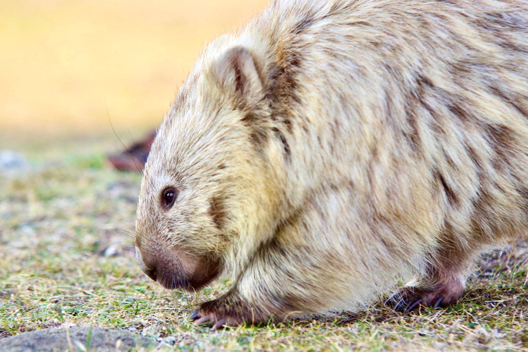 From Hobart: Day Trip to Maria Island with Hotel Pickup