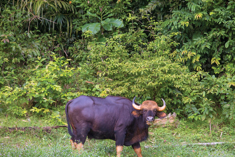 Khao Lak: Cheow Lan Lake Overnight Resort Stay with Meals