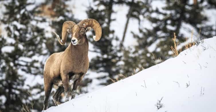 Banff: Small Group Highlights & Wildlife | GetYourGuide