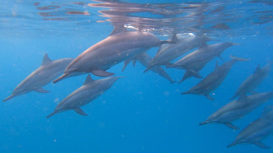 Grande Rivière Noire Tour en bateau et baignade avec les dauphins
