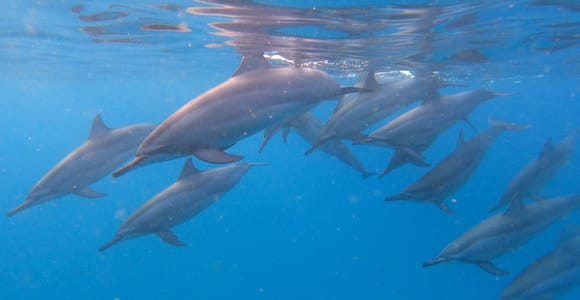 Grande Riviere Noire: Boat Tour and Swimming with Dolphins
