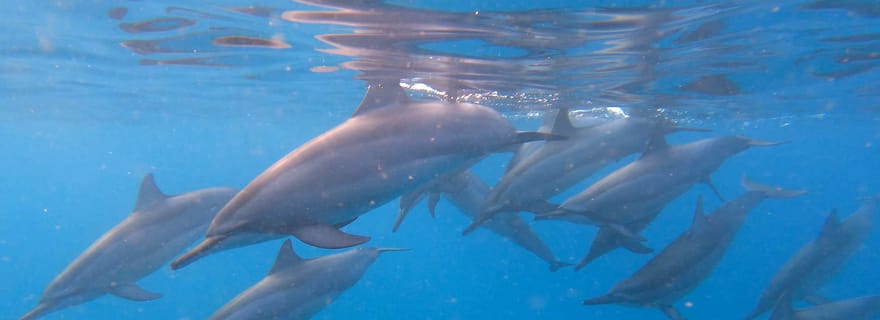 Grande Rivière Noire : Tour en bateau et baignade avec les dauphins