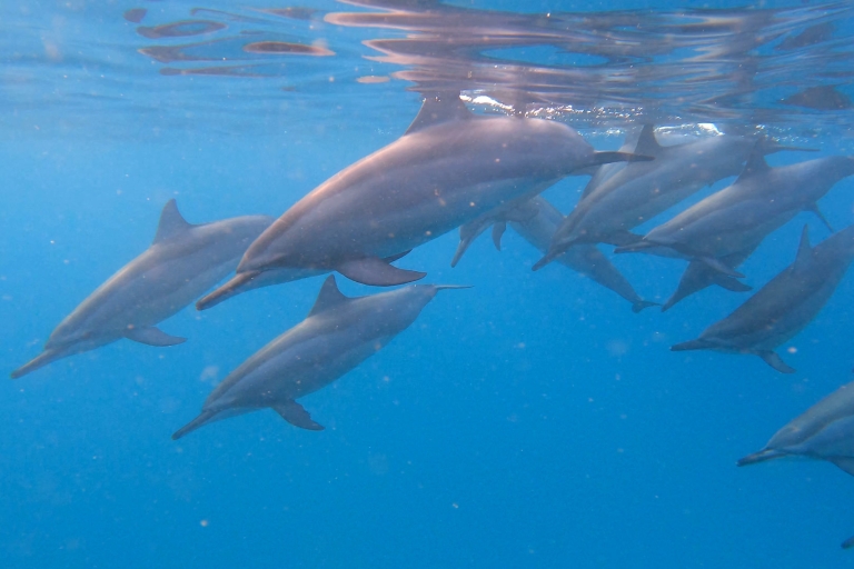 Nadar con delfines en Mauricio