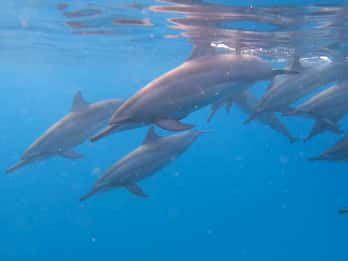 Grande Rivière Noire : Tour en bateau et baignade avec les dauphins