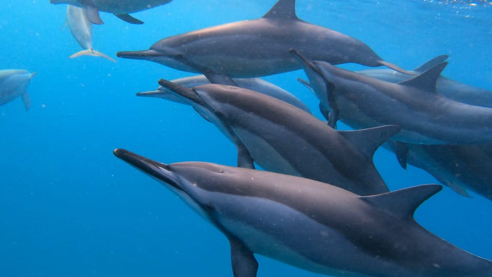 Grande Riviere Noire Excursi n En Barco Y Ba o Con Delfines GetYourGuide grande-riviere-noire-excursi-n-en-barco-y-ba-o-con-delfines-getyourguide