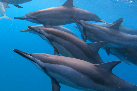 Swimming with dolphins in Mauritius