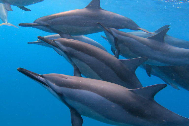 Grande Riviere Noire: giro in barca e nuoto con i delfini